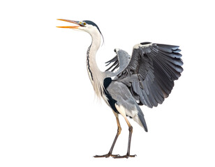 Obraz premium Alert Grey Heron Standing Sideways with Neck Extended and Beak Open, Isolated on White