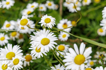 Soft focus daisies in a field