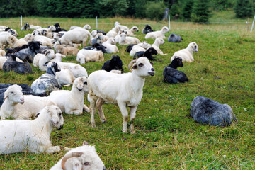 Fototapeta premium Sheep Herd Resting in a Meadow