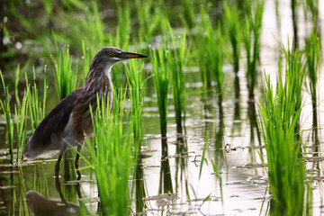 Heron in a rice field, wild bird nature close-up