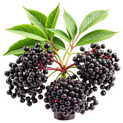 Obraz premium Closeup of three clusters of ripe elderberries with leaves on white background