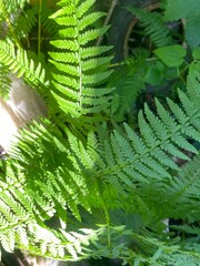 Green forest fern. A summer day.