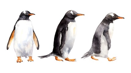 Obraz premium Set of watercolor illustrations: a family of gentoo penguins, gulls and ice floes. It's perfect for winter design