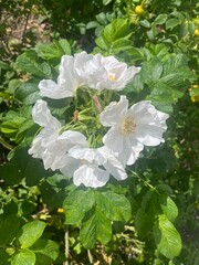 White rosehip flowers. A summer day.