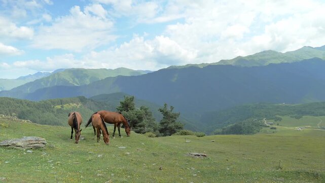 Tusheti hiking landscape with horses around Omalo, Georgia.