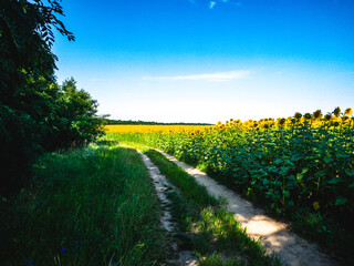 A country road between a forest and a field of sunflowers under a bright blue sky in summer.