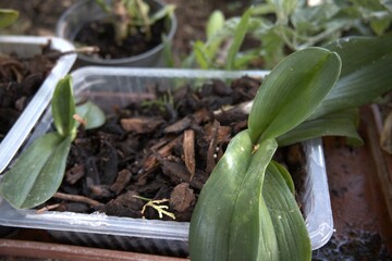 Close-up of an orchid plant without blooms, growing in a recycled plastic container.