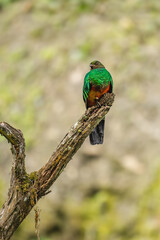 Resplendent Quetzal, Pharomachrus mocinno, Savegre in Costa Rica, with green forest in background. Magnificent sacred green and red bird. Birdwatching in jungle.
