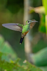 Sparkling violetear (Colibri coruscans) Ecuador