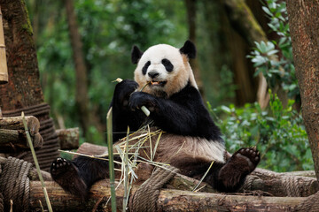 Obraz premium Giant panda eat bamboo in chengdu, china