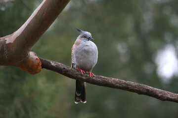 An Australian Crested Pigeon (Ocyphaps lophotes) showcasing its unique plumage and red eye-ring, set against a soft, out-of-focus green background.