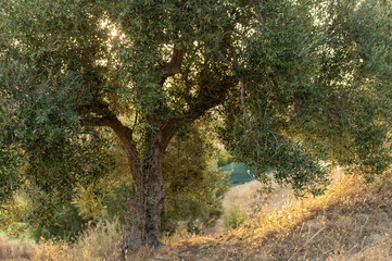 Fototapeta premium Oliviers au lever du jour en Tunisie
