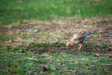 Chickens are foraging in the green grass.