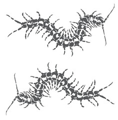 Very cool illustration of a millipede insect sketch