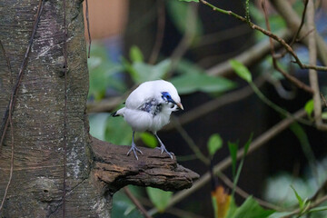 Bali Myna (Leucopsar rothschildi) perched on wooden rail with blurred green background in Hong Kong.
