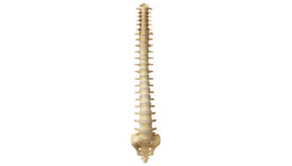 Detailed Medical Illustration of Human Kidney Showing Internal Anatomy, Structure, and Renal System Isolated on White Background