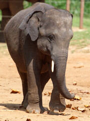 Fototapeta premium A baby elephant is walking in a dirt field