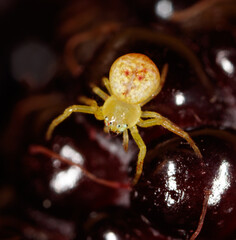 A yellow spider is on a red fruit