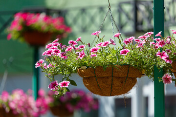 A hanging basket of pink flowers is suspended from a green pole
