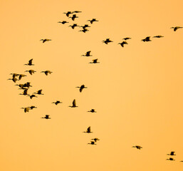 A flock of birds flying in the sky