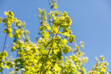A tree with green leaves is in the middle of a blue sky