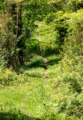 A path through a forest with trees on either side