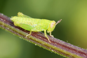Closeup on a light green colored nymph of common maquis grasshopper Pezotettix giornae
