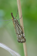 Closeup on a small Crambidae moth, Chrysocrambus linetella against a green background
