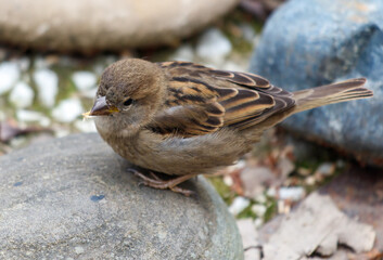 A small bird is perched on a rock