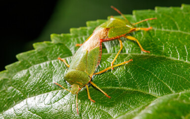 Two green bugs are on a leaf