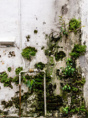 A weathered, white concrete wall with green moss and plants growing over a rusty pipe and a small, round, corroded valve, showing urban decay and natural reclamation.
