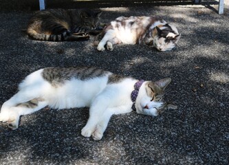 Fototapeta premium 午後のお昼寝 ねこ キジトラ白