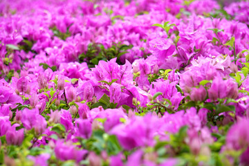 Fototapeta premium A multi-colored bunch of bougainvillea flowers, including pink, purple and white, bloom together in large clusters, with sunlight streaming down the background of green leaves.