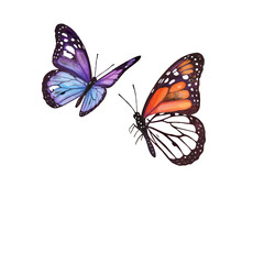 Fototapeta premium Two watercolor butterflies illustration showcasing vibrant colors and delicate details against a clean white backdrop, creating a visually appealing artwork