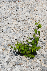 Green plant grownig from a stone area