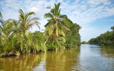 Obraz premium The bank of the Brunei River covered with dense tropical forest, Brunei.
