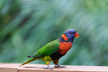 Rainbow Lorikeet (Trichoglossus moluccanus) perched on wooden railing against blurred green foliage in Hong Kong. Vibrant multicolored parrot with blue head and orange breast. © LapTak