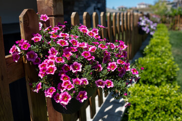 Vibrant clusters of pink petunias are suspended in planters, enhancing a wooden fence against a backdrop of lush green grass and neatly trimmed bushes.