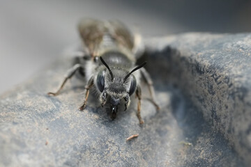 Detailed facial closeup on a Hoplitis solitary bee threatening with it's open jaws