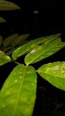 Heteropoda boiei, Lichen Huntsman Spider, Hersilia, Infraorder Araneomorphae, True Spiders, Bronze Hopper Helpis minitabunda, jumping spider.