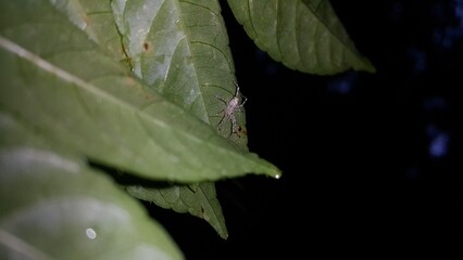 Heteropoda boiei, Lichen Huntsman Spider, Hersilia, Infraorder Araneomorphae,Bronze Hopper Helpis minitabunda,Perfect for documentaries about tropical rainforests and World Environment Day on June 5th