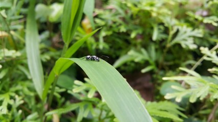 Silver Spiny Sugar Ant, Polyrhachis schlueteri resting on green grass. Polyrhachis dives, silver spiny ant, Iridomyrmex anceps, Polyrhachis schlueteri. World Wildlife Conservation Day on December 4th.