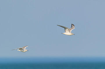 bird, birding, birdwatching, black, bonaparte, bonaparte gull, bonaparte's, bonaparte's gull, canada, chroicocephalus philadelphia, flight, freshwater, gull, immature, lakeshore, leamington, leamingto