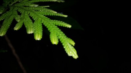 Very beautiful background of Selaginellaceae leaves. Nature Wallpaper. Shot in forest at night. Perfect for documentaries about tropical rainforests and World Wildlife Conservation Day on December 4th