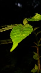Very beautiful spiny leaf texture wallpaper. Shot in jungle at night. Nature background. World Environment Day on June 5th.
