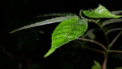 Very beautiful spiny leaf texture wallpaper. Shot in jungle at night. Nature background. Shot in a tropical rainforest.