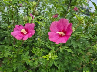 Summer Blossoms in Lush Greenery