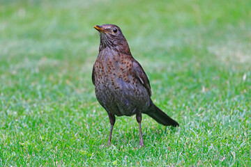 Amsel, Turdus merula