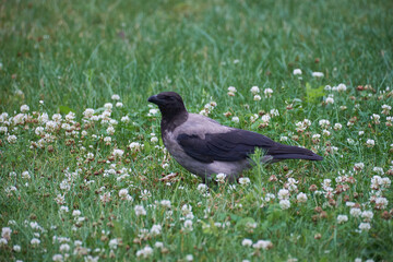 crow walking in the grass