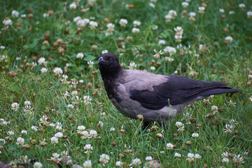 crow walking in the grass